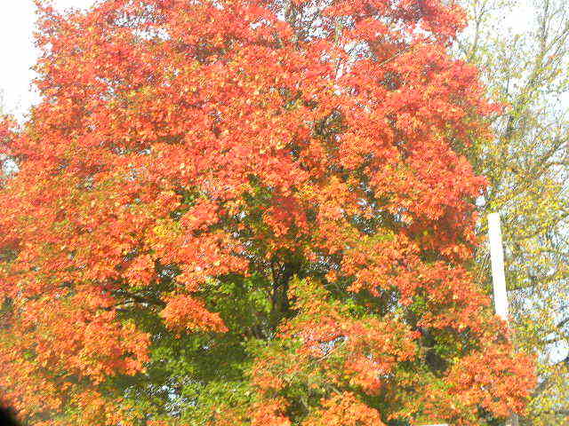 October Colors Branson MO